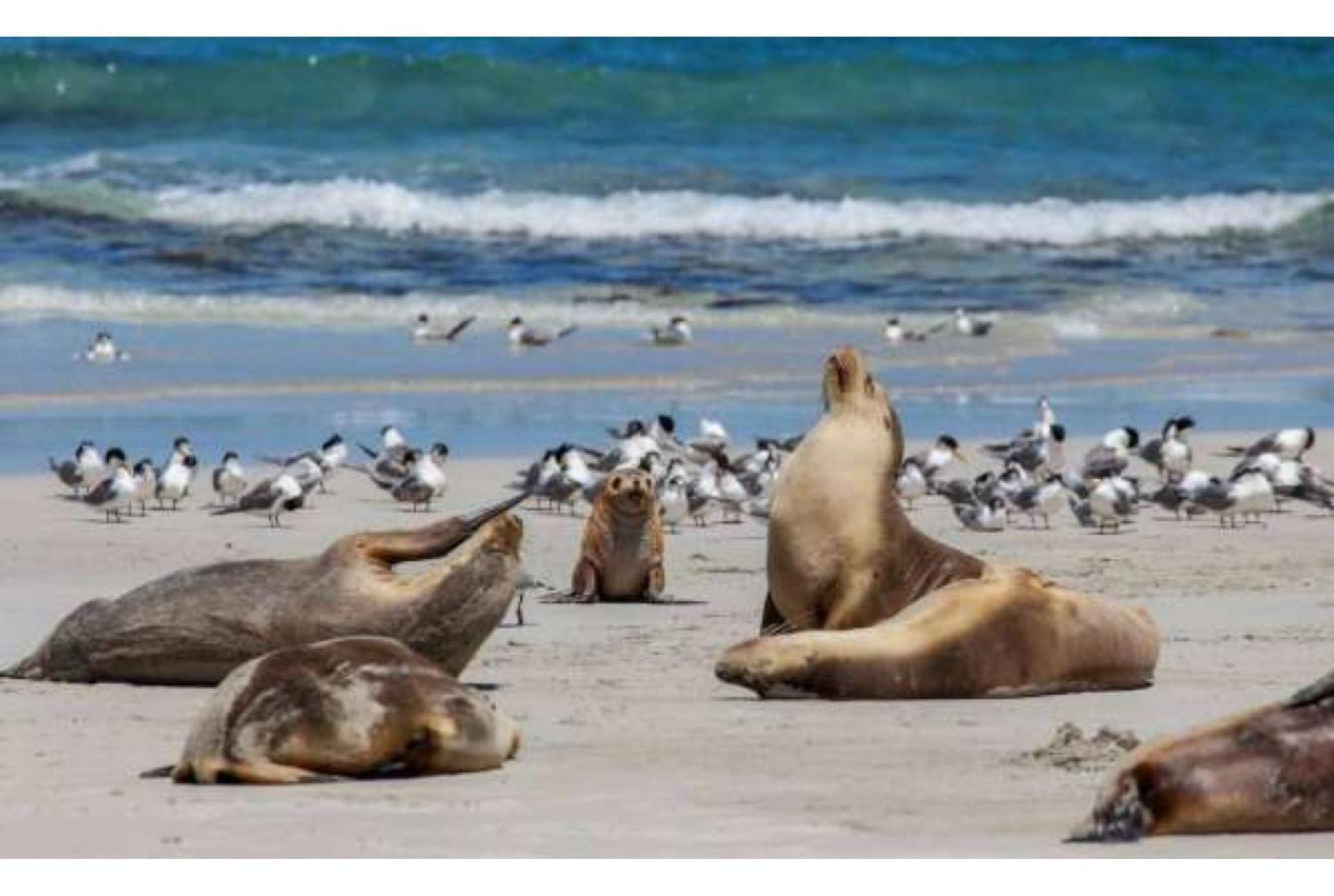 Discovery Parks - Kangaroo Island Flinders Chase Eksteriør billede