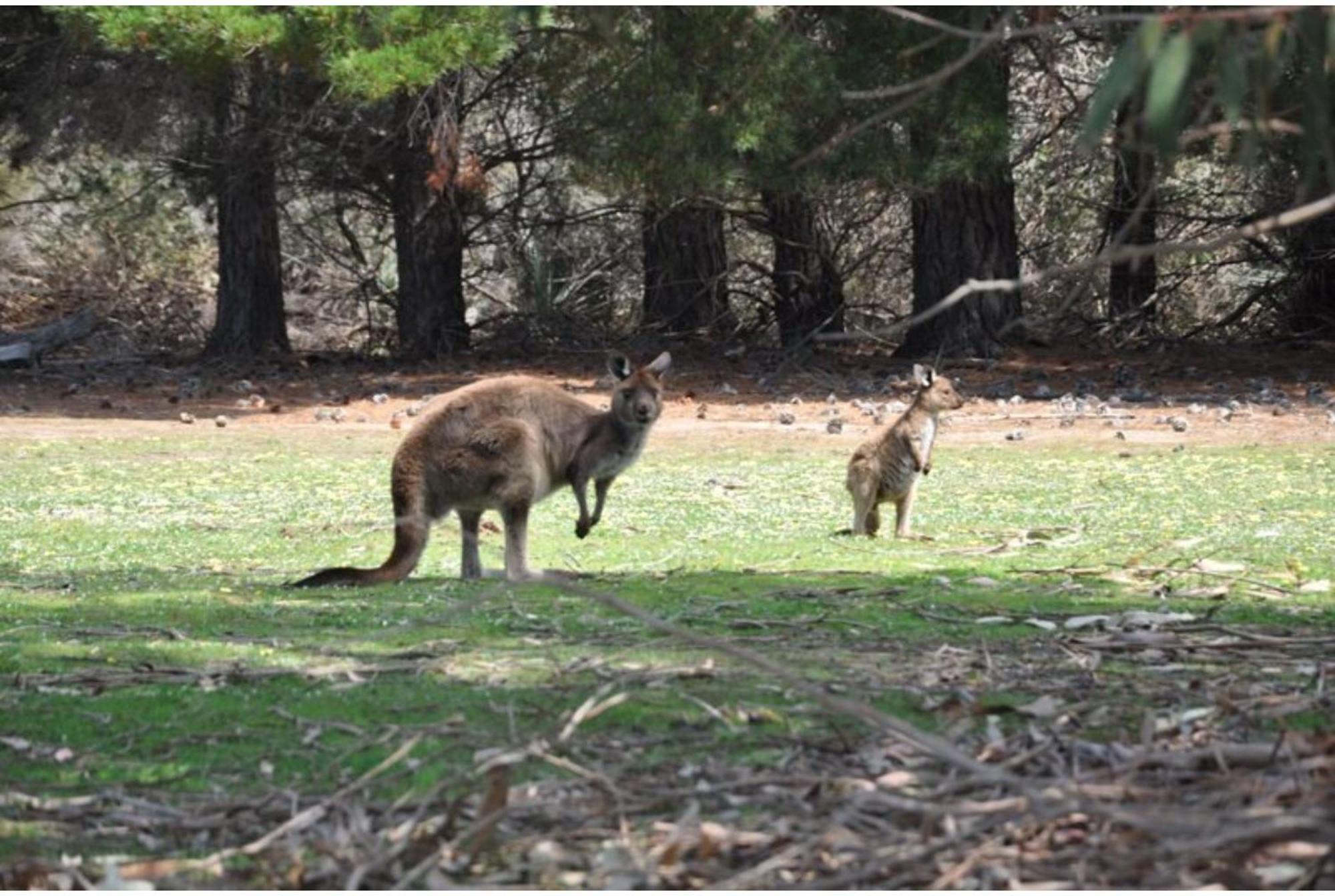 Discovery Parks - Kangaroo Island Flinders Chase Eksteriør billede